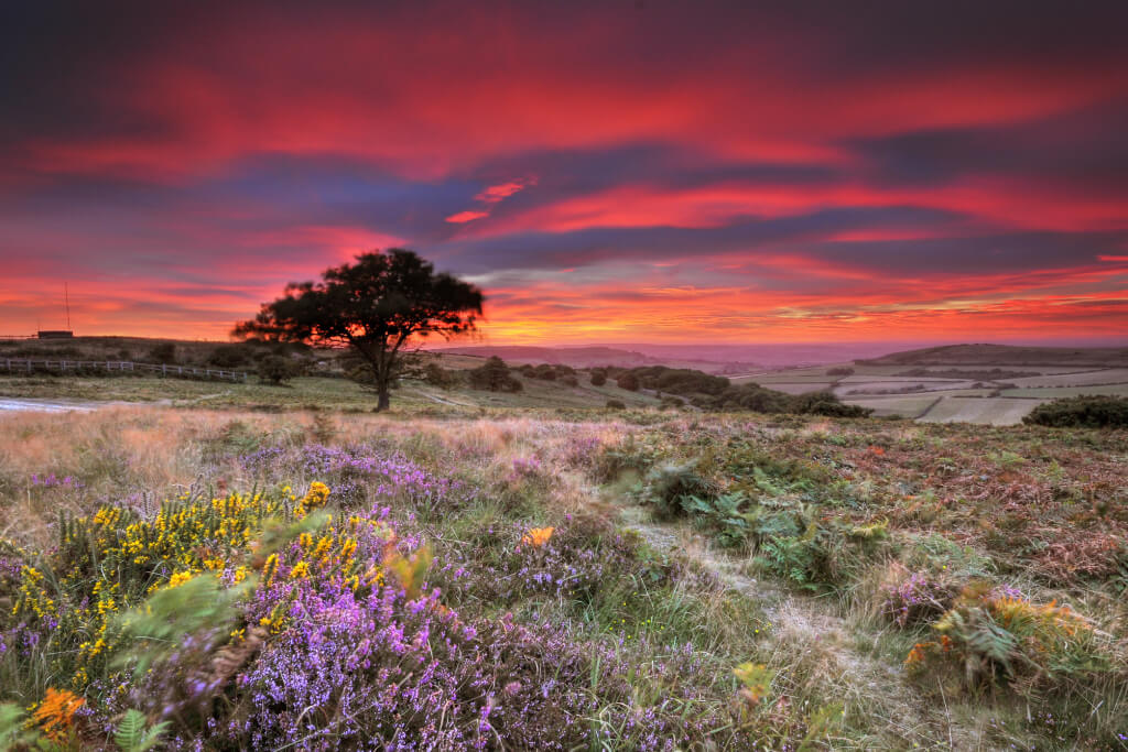 Photo of a field of flowers under a red sunset